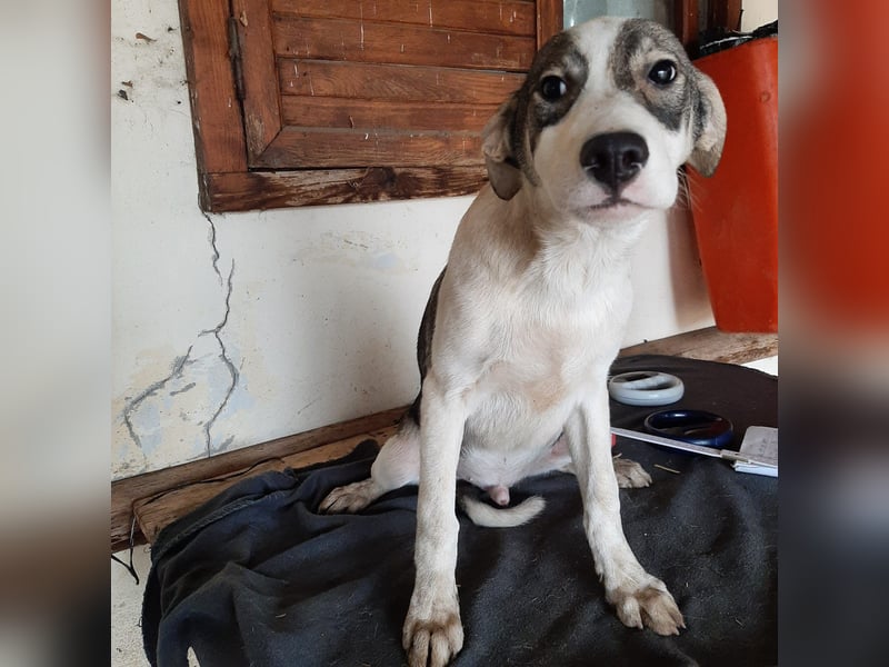 Hier kommt der tolle OLE