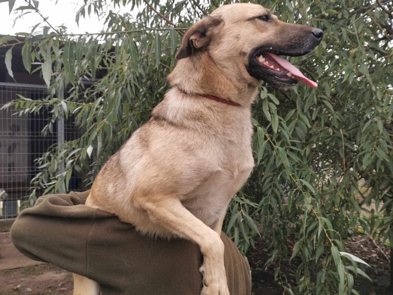 Junghund 884936 - noch ohne Namen