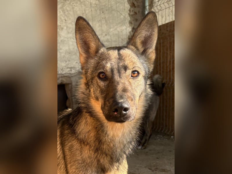 ⭐️BIBO⭐️, rücksichtsvoller Sonnenschein, Rüde, 1,5 Jahr, 55 cm, Mischling, Tierschutz
