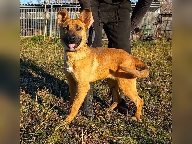 Eda sucht Abenteuer-Buddy
