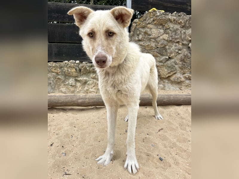 Sanfte Areia wartet auf unserem Tierschutzhof in Portugal auf dich!
