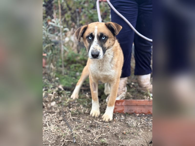 Shirley ist ein Herzenshund auf der Suche nach dir