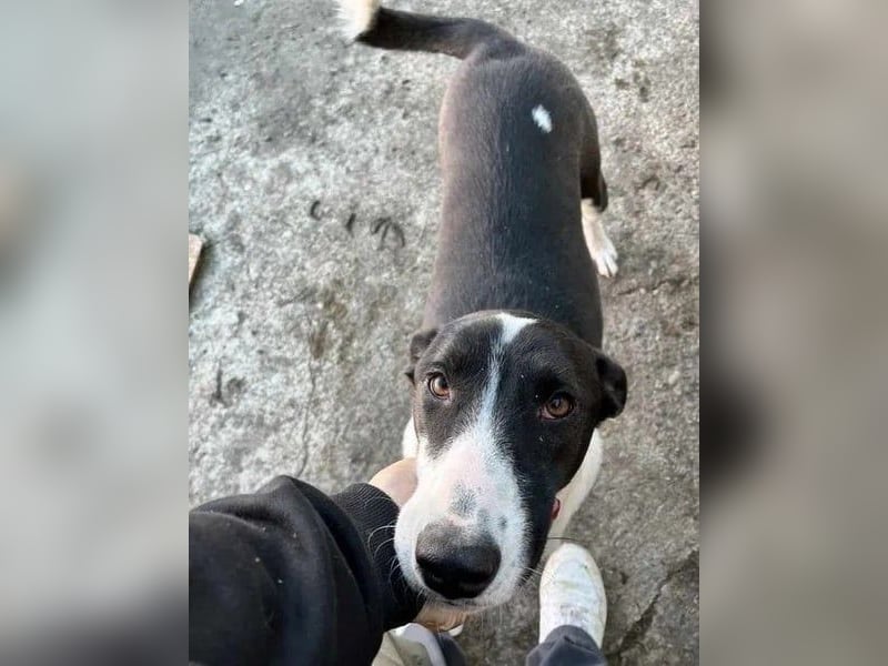 ⭐️GERDI⭐️, herzliche Hündin, 2,5 Jahre, 54 cm, Mischling, Tierschutz