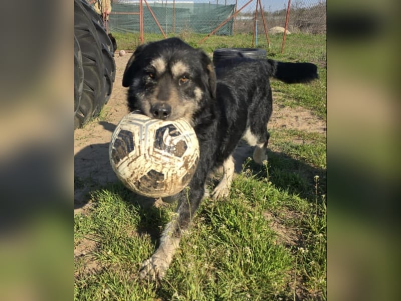 Hermiusz - Will dein Vertrauen gewinnen!