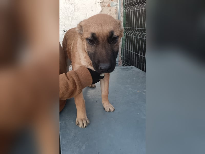 ⭐️TINNI⭐️, Malinois-Mix, Hündin, 9 Monate, 53 cm, Mischling, Tierschutz Rumänien