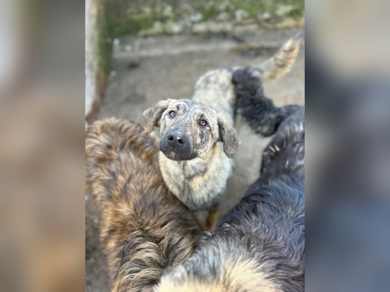 HELEN, schüchternes Notfell, 10 Monate, 53 cm, Herdenschutz-Mix, Tierschutz Rumänien