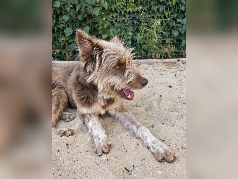 Charmanter Felix wartet auf unserem Tierschutzhof in Portugal!
