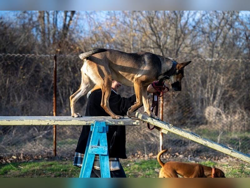 Malinoix Mix Angie lebt bei einer Tierärztin in Bulgarien