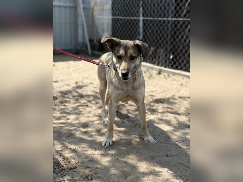 Nayeli sucht ein Zuhause mit Erfahrung