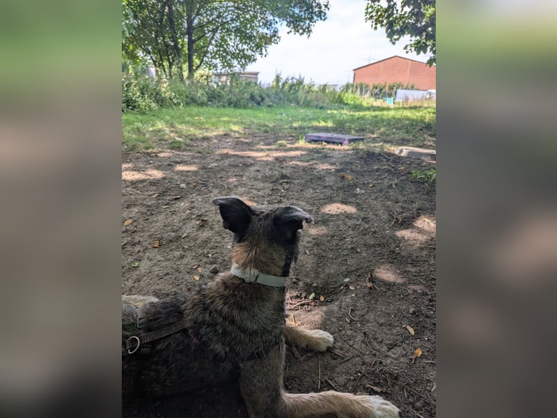 Scotty sucht ein neues Zuhause