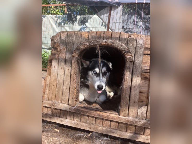 Hanna - Huskyhündin sucht Geborgenheit