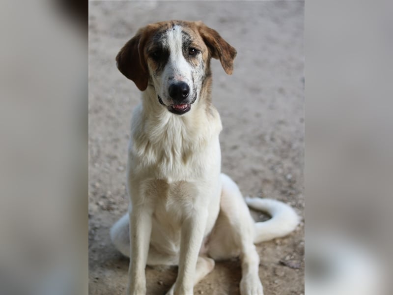 Lance, geb. ca. 02/2022, lebt in GRIECHENLAND, im städt. Tierheim Serres