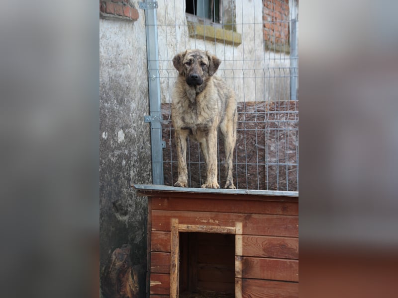 HELEN, schüchternes Notfell, 10 Monate, 53 cm, Herdenschutz-Mix, Tierschutz Rumänien