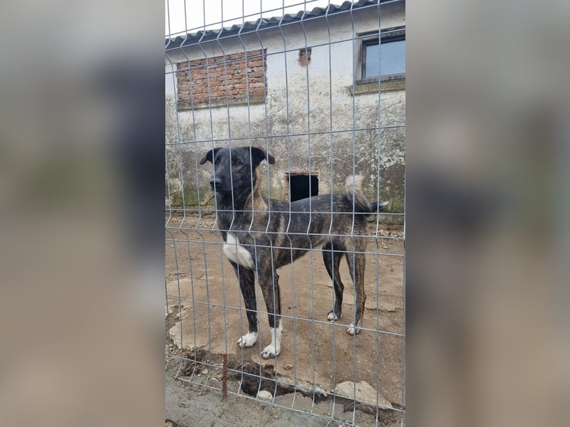 ⭐️AVA⭐️, toller Name, tolle Hündin, 2 Jahre, 52 cm, Mischling, Tierschutz Rumänien