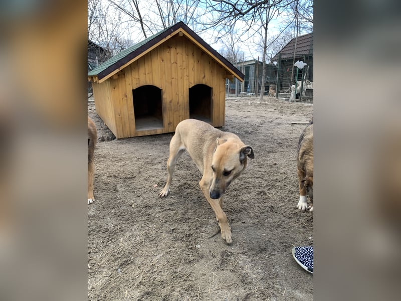 ⭐️KATHI⭐️, sportliche Hündin, 7,5 Jahre, 55 cm, Mischling, Tierschutz Rumänien