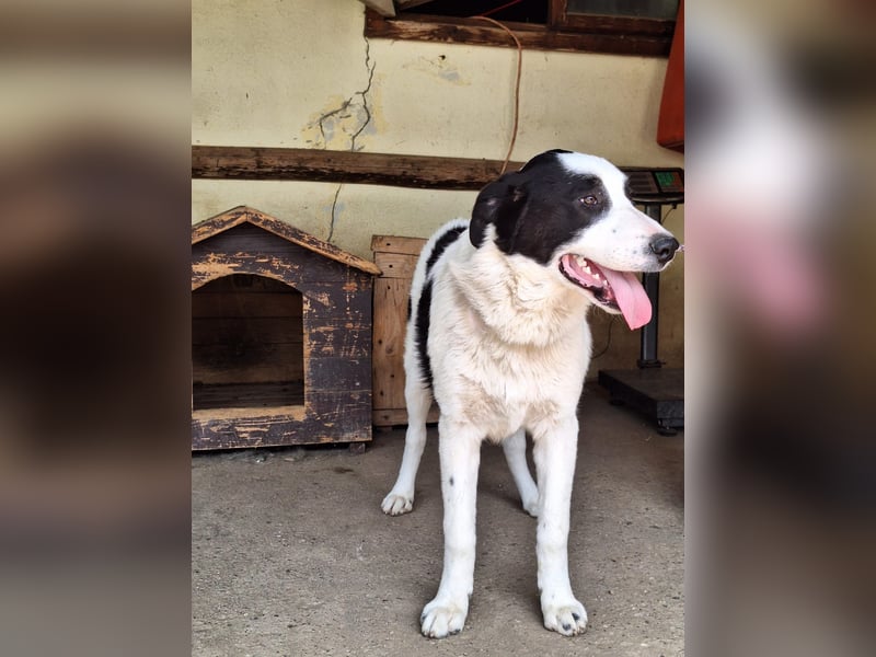 Rüde Emil stellt sich vor