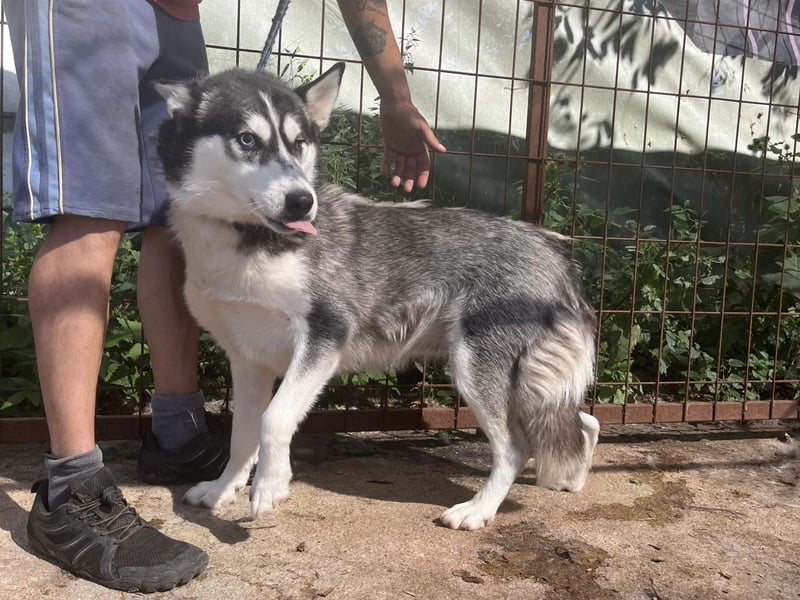 Hanna - Huskyhündin sucht Geborgenheit