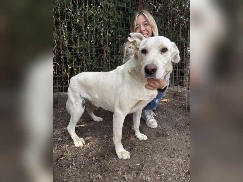 Szamóca sucht nach dir