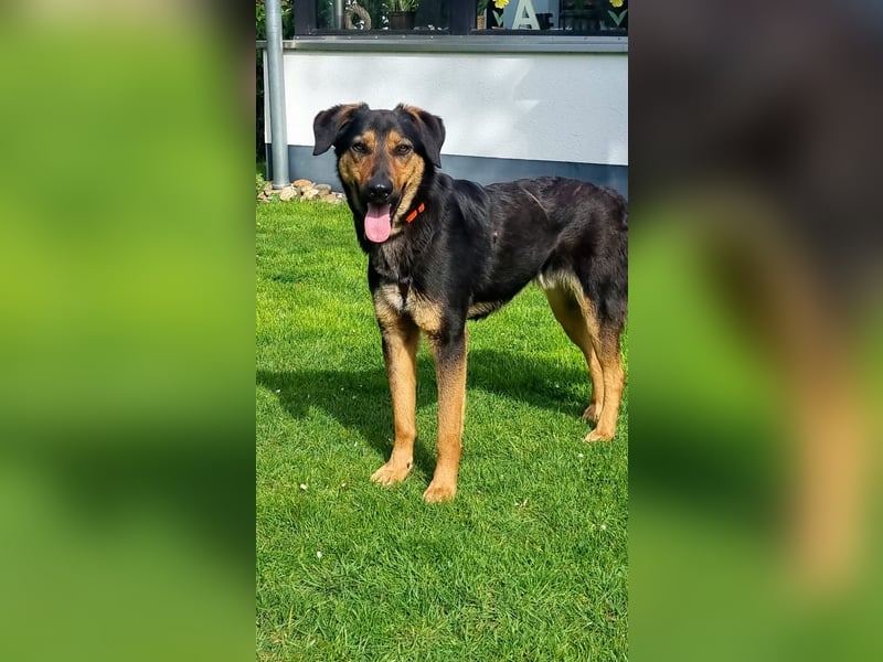 EDO, Küsschen-König, 1 Jahr, 57 cm, Mischling, Pflegestelle 53773, Tierschutz Rumänien