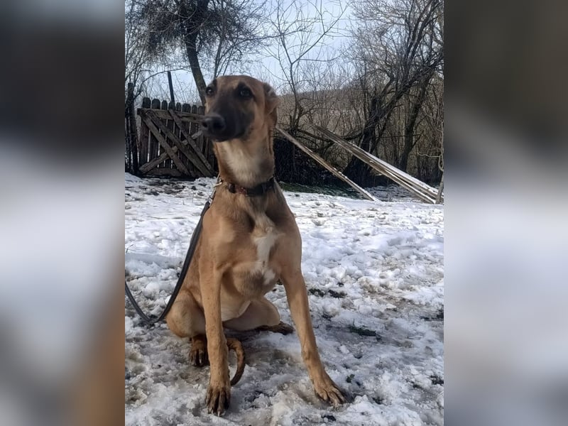 Saphira Tierschutzhund sucht ein Zuhause