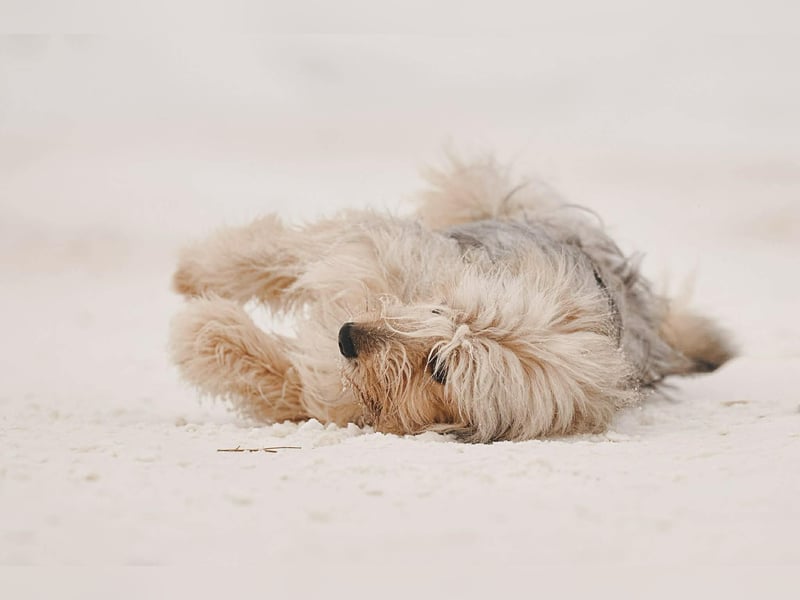 Kleiner Clown Benny sucht seine Menschen