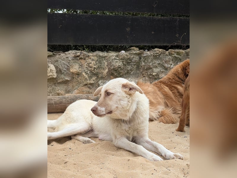 Sanfte Areia wartet auf unserem Tierschutzhof in Portugal auf dich!
