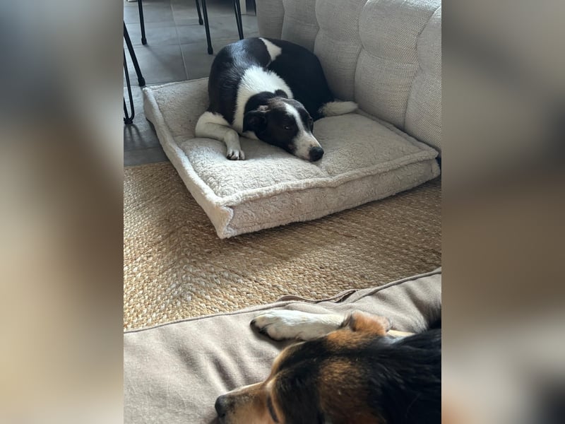 YAELA, superliebe Kuschelmaus, 2,5 Jahre, 52 cm, Mischling, Tierschutz Rumänien, Pflegestelle Köln