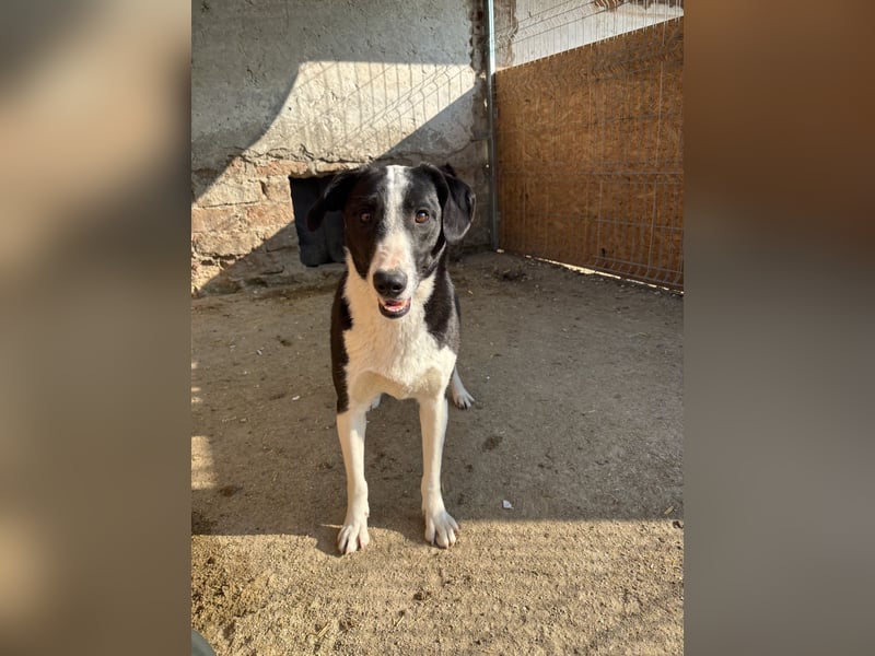 ⭐️YAFFA⭐️, verspielte Hündin, 2 Jahre, 50 cm, Mischling, Tierschutz