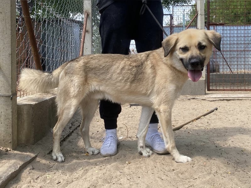 Csimo - warum wird er immer übersehen