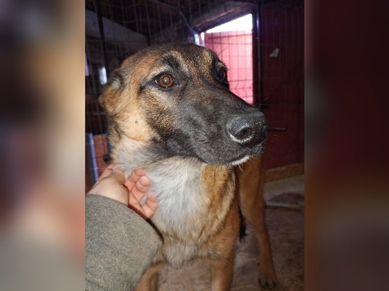 ⭐️TIRANA⭐️, Malinois-Mischling, Hündin, 8 Monate, 54 cm, Mischling, Tierschutz Rumänien