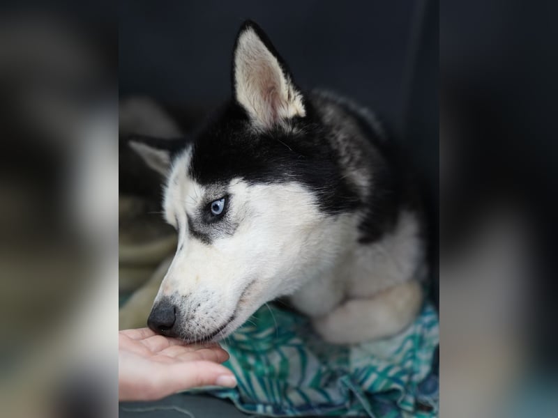 ⭐️DAENERYS⭐️, bezaubernde Huskyhündin, 1 Jahr, 54 cm, Tierschutz Rumänien