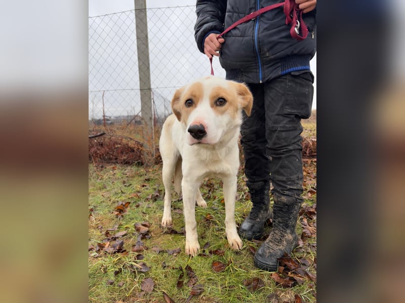 Falina - liebevolle entspannte Hundedame sucht ihre Familie