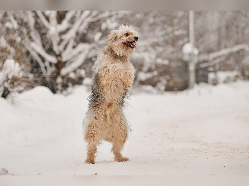 Kleiner Clown Benny sucht seine Menschen