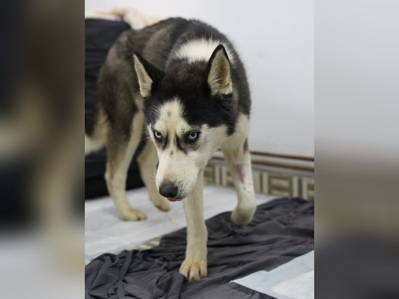 ⭐️DAENERYS⭐️, bezaubernde Huskyhündin, 1 Jahr, 54 cm, Tierschutz Rumänien