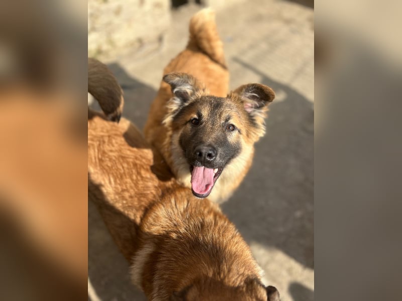 ⭐️TJUNA⭐️, Malinois-Mischling, Hündin, 9 Monate, 51 cm, Mischling, Tierschutz Rumänien