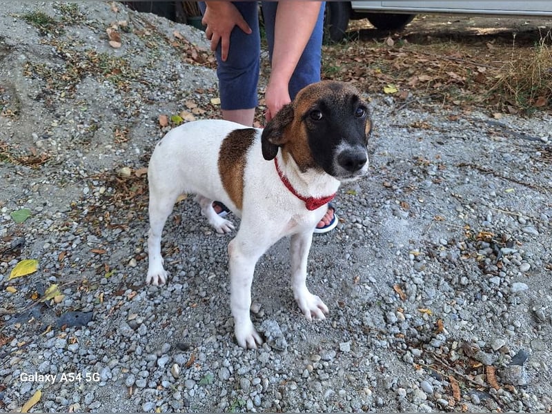 Hündin Tessa sucht dringend ihr neues Zuhause