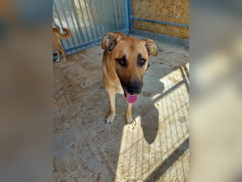 Pluto, der Hölle Tötung Vaslui entkommen