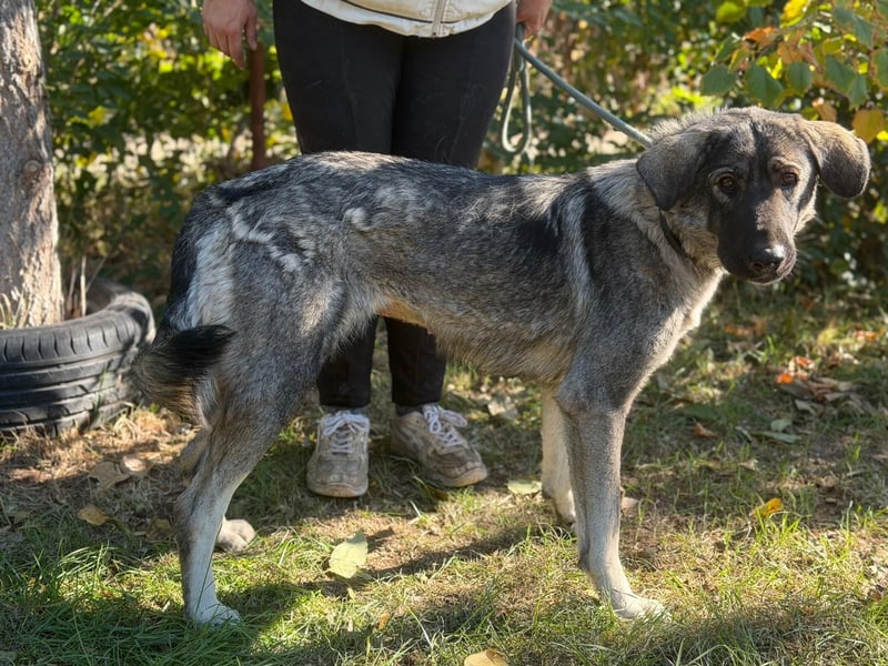 Barka  - möchte dein Herz erobern