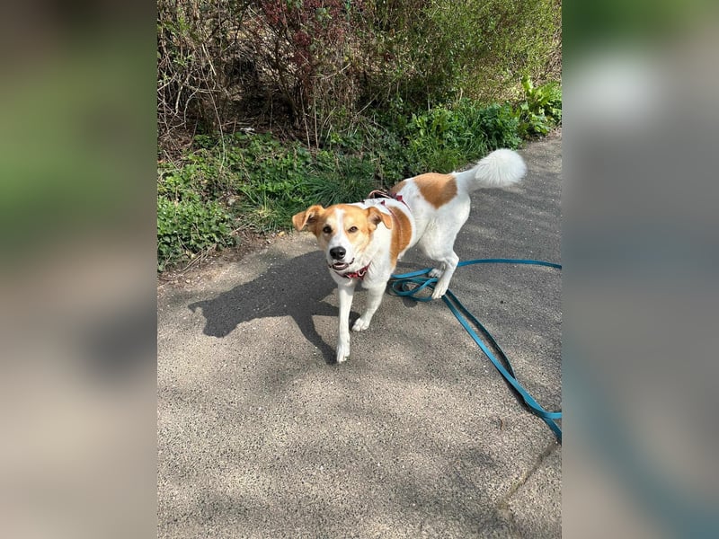 Mogli, der kleine Frechdachs