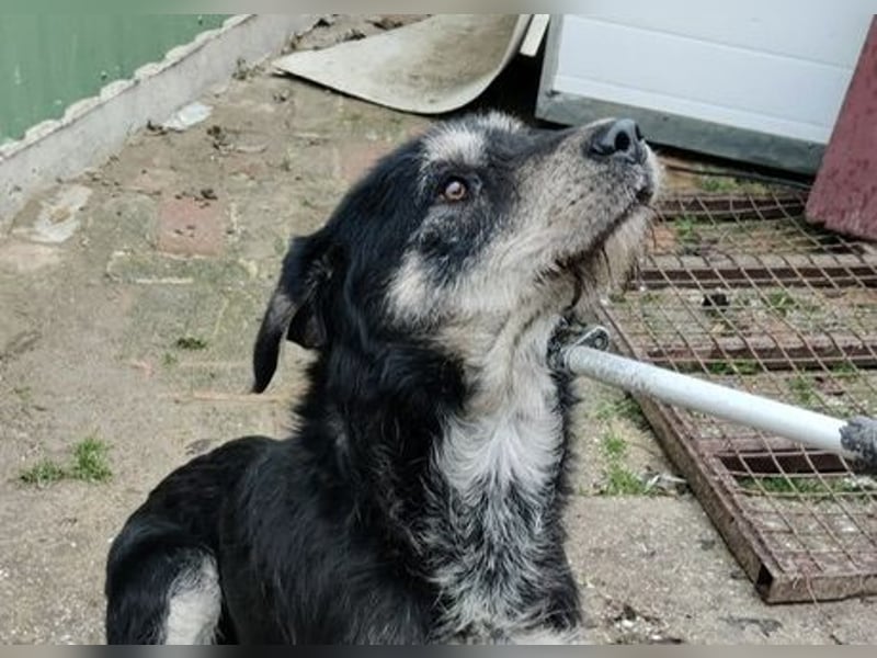 Hermiusz hat so viel Liebe zu geben