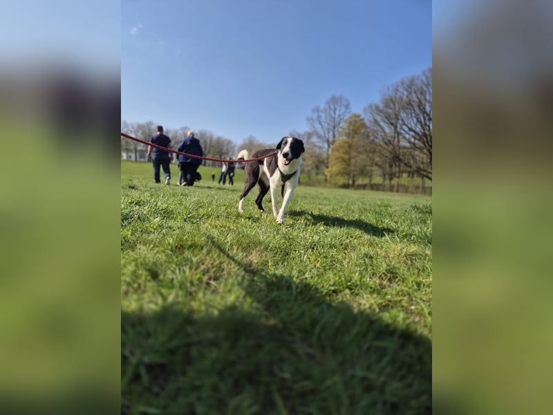 YAELA, wunderbarer Rohdiamant, 2,5 Jahre, 52 cm, Mischling, Tierschutz, Pflegestelle Köln
