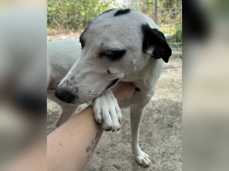 ⭐️GEORGIA⭐️, reizendes Hundemädchen, 2,5 Jahre, 52cm, Mischling, Tierschutz