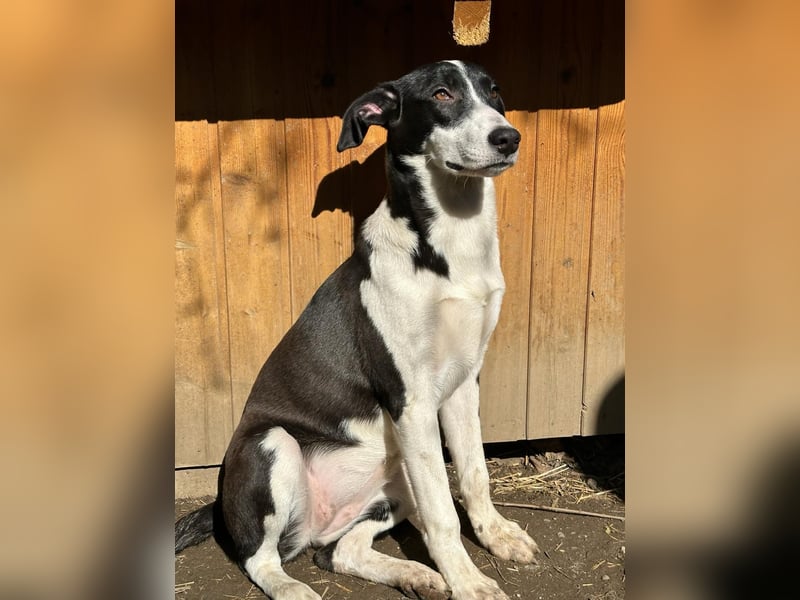 ⭐️GERDI⭐️, herzliche Hündin, 2,5 Jahre, 57 cm, Mischling, Tierschutz