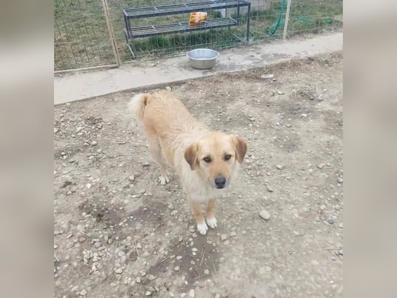 Flora Tierschutzhund sucht ein Zuhause