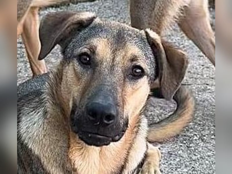 ⭐️WUTZL⭐️, liebevoller Rüde, 2,5 Jahre, 54 cm, Mischling, Tierschutz