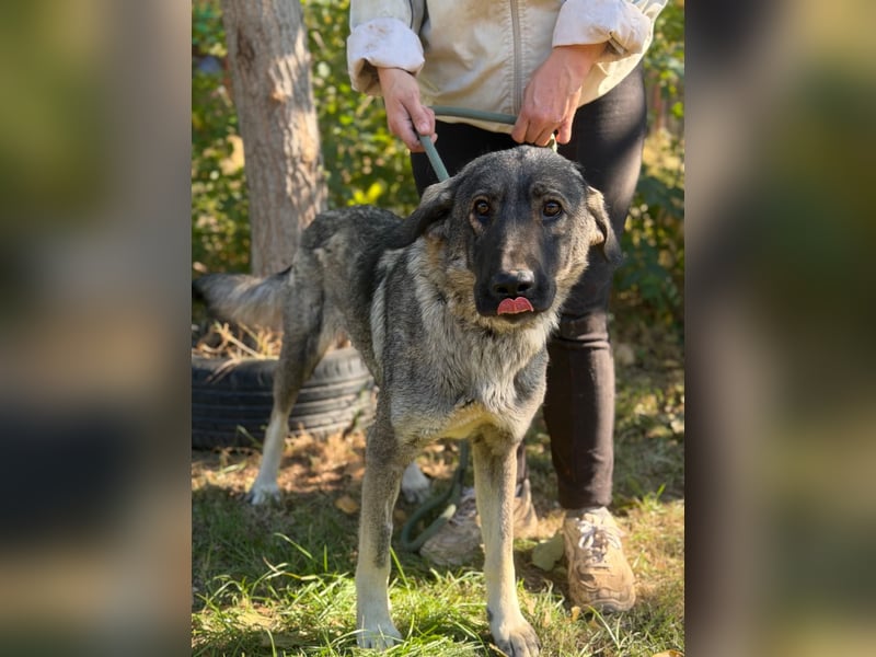 Barka  - möchte dein Herz erobern