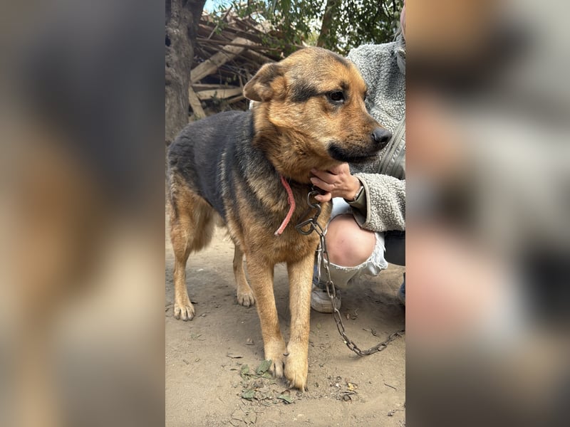 Berci - eine bezaubernder Rüde sucht sein Glück