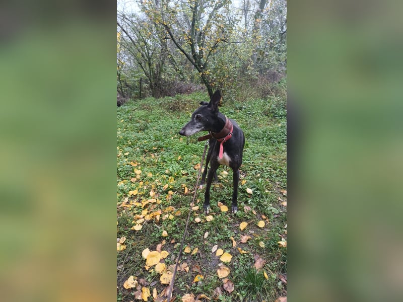 Nisha Tierschutzhund sucht ein Zuhause