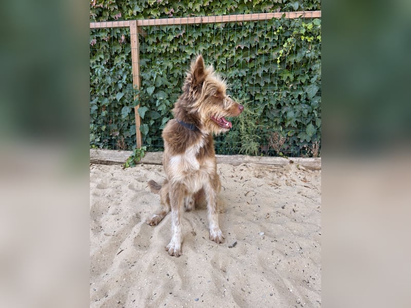 Charmanter Felix wartet auf unserem Tierschutzhof in Portugal!