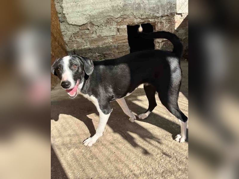 ⭐️YAFFA⭐️, verspielte Hündin, 2 Jahre, 50 cm, Mischling, Tierschutz